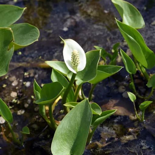 Calla palustris - Sárkánygyökér
