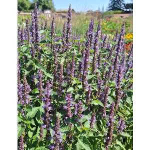 Agastache Astello Indigo - Izsópfű
