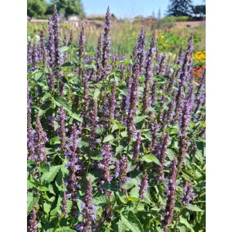 Izsópfű (Agastache