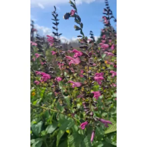 Salvia Pink Amistad - Rózsaszín amistad zsálya