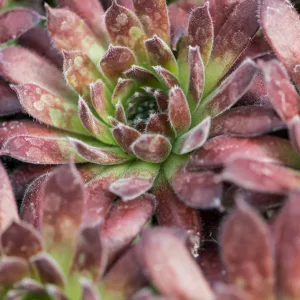 Sempervivum Scorpius - Kövirózsa