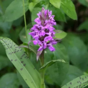 Dactylorhiza pardalina pere 5 db