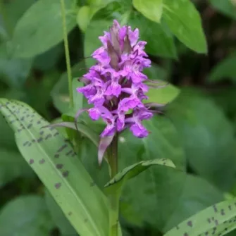 Dactylorhiza
