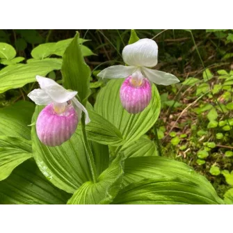 Cypripedium