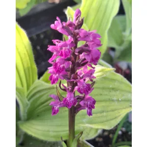 Dactylorhiza purpurella pere 4 db