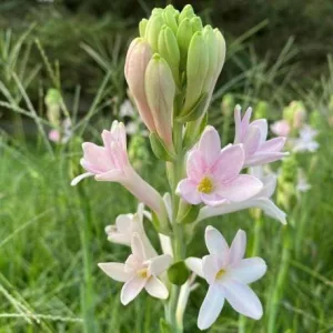 Polianthes tuberosa Sensation (10/12) - Tubarózsa