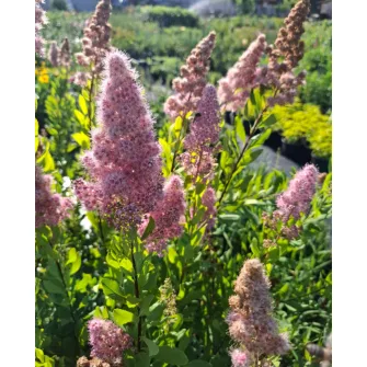Gyöngyvessző (Spiraea)