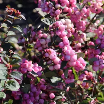 Hóbogyó (Symphoricarpos)