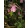 Semiaquilegia ecalcarata - Sarkantyútlan harangláb