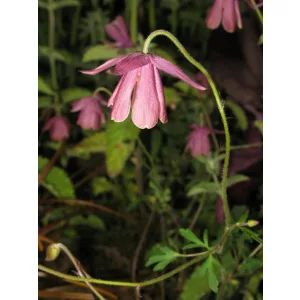 Semiaquilegia ecalcarata - Sarkantyútlan harangláb