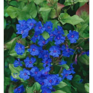   Ceratostigma plumbaginoides Gentian Blue - Tarackoló kékgyökér