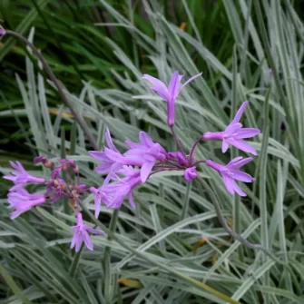 Fokföldi csillagvirág (Tulbaghia)