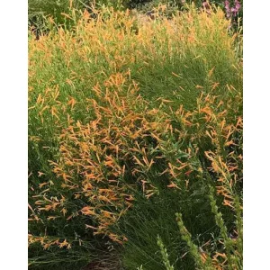   Penstemon pinifolius Shades of Mango - Fenyőlevelű bugatölcsér