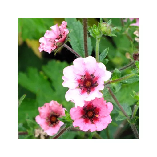 Potentilla nepalense Helen Jane - Nepáli pimpó
