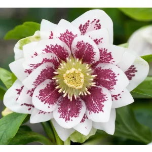 Helleborus orientalis Double White Spotted - Hunyor