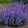 Nepeta faassenii Picture Purrfect - Macskamenta