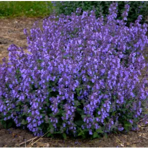 Nepeta faassenii Picture Purrfect - Macskamenta
