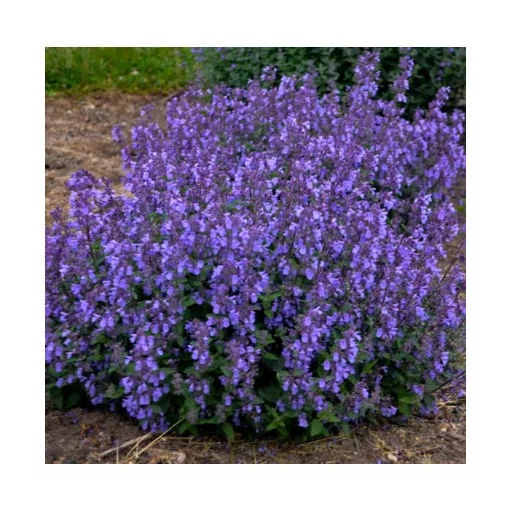 Nepeta faassenii Picture Purrfect - Macskamenta