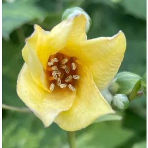 Kirengeshoma palmata Haeru - Juharcsengő