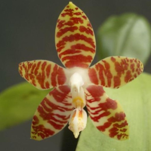 Phalaenopsis amboinensis