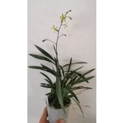 Epidendrum floribundum