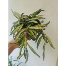 Hoya wayetii Tricolor