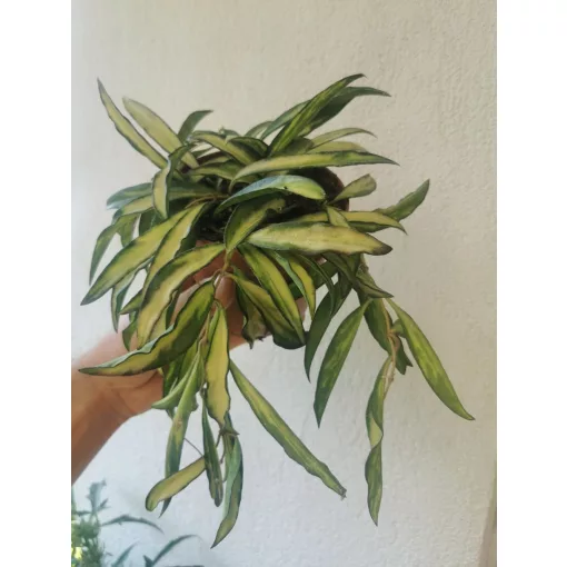 Hoya wayetii Tricolor