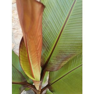   Ensete ventricosum Maurelii - Vörös levelű abesszín banán