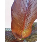 Abesszín banán - Ensete ventricosum 'Maurelii'