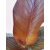 Ensete ventricosum Maurelii - Vörös levelű abesszín banán