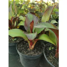 Ensete ventricosum Maurelii - Vörös levelű abesszín banán