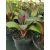 Ensete ventricosum Maurelii - Vörös levelű abesszín banán