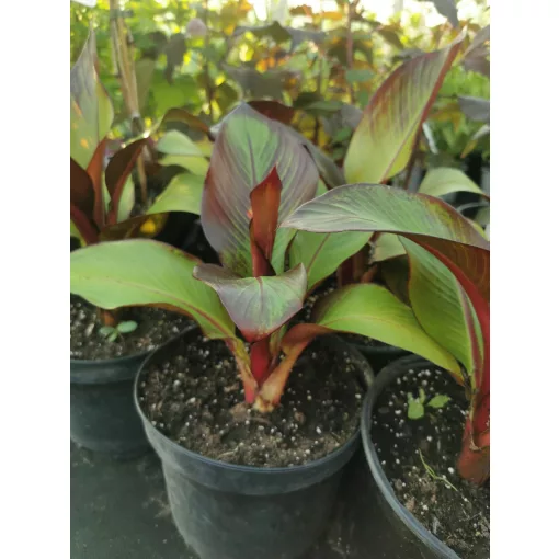 Ensete ventricosum Maurelii - Vörös levelű abesszín banán