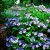 Fűrészeslevelű hortenzia - Hydrangea serrata Blue Bird