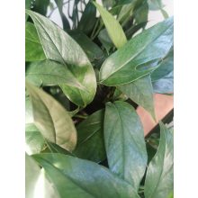 Epipremnum pinnatum Blue Form