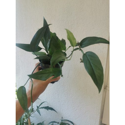 Epipremnum pinnatum Blue Form