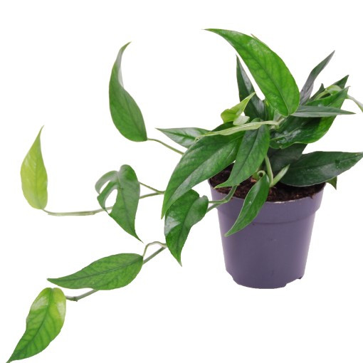 Epipremnum pinnatum Blue Form