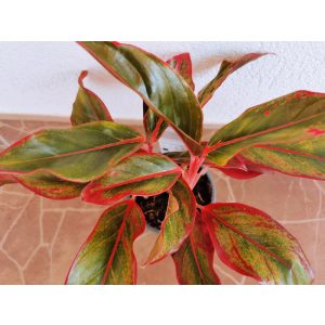 Rákvirág - Aglaonema Crete