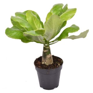 Brighamia insignis