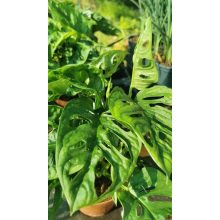 Monstera adansonii Monkey Leaf