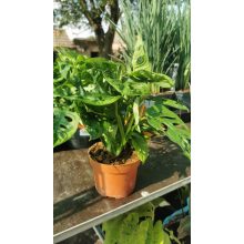 Monstera adansonii Monkey Leaf
