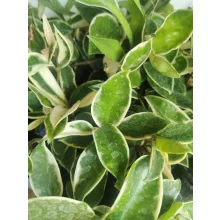 Hoya carnosa Albomarginata