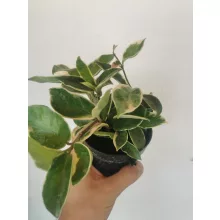 Hoya carnosa Albomarginata