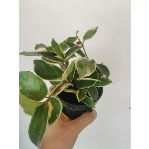 Hoya carnosa Albomarginata