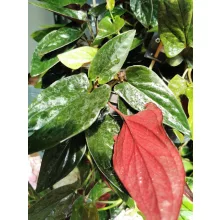 Syngonium erythrophyllum Red Arrow