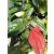 Syngonium erythrophyllum Red Arrow