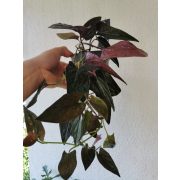 syngonium-erythrophyllum-Red-Arrow
