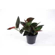 Syngonium erythrophyllum Red Arrow