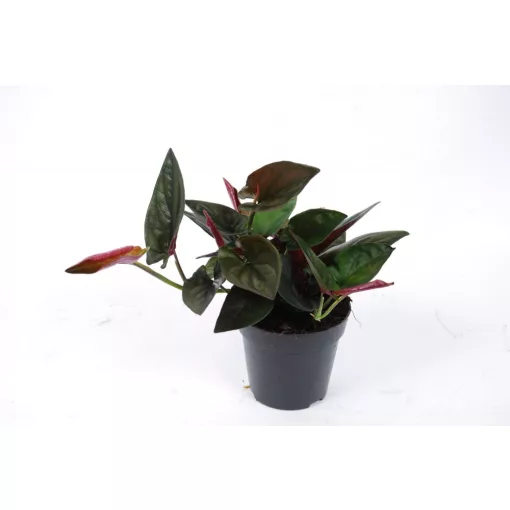 Syngonium erythrophyllum Red Arrow