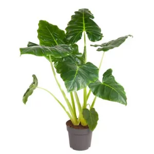 Alocasia lutea